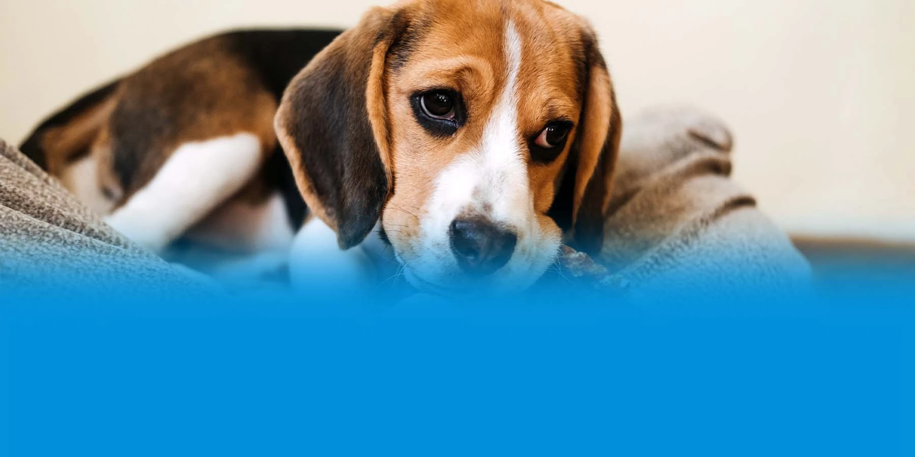 A Beagle puppy chewing on a bully stick.