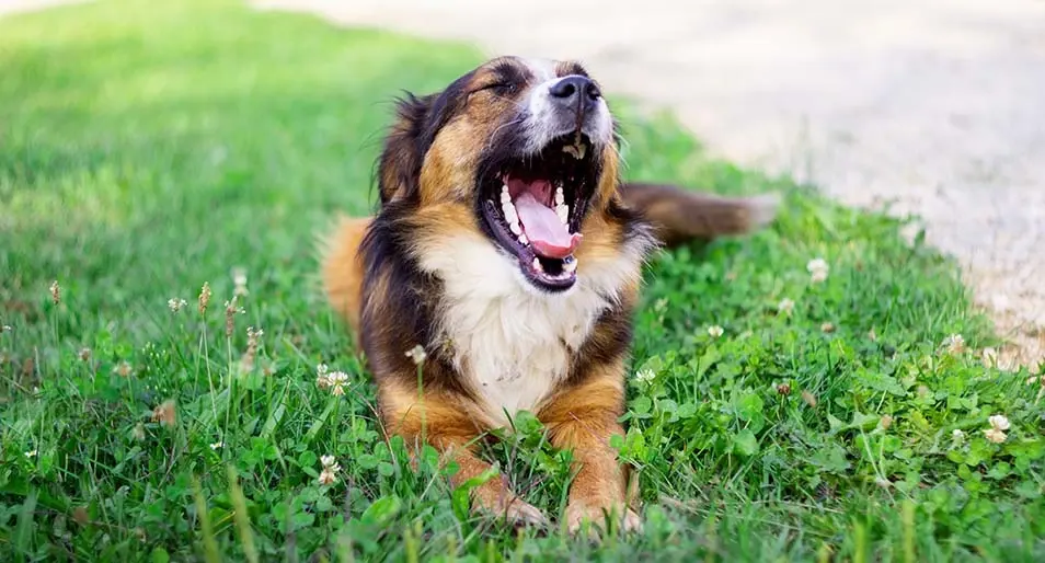 A brown, white, and black dog yawning while lying down