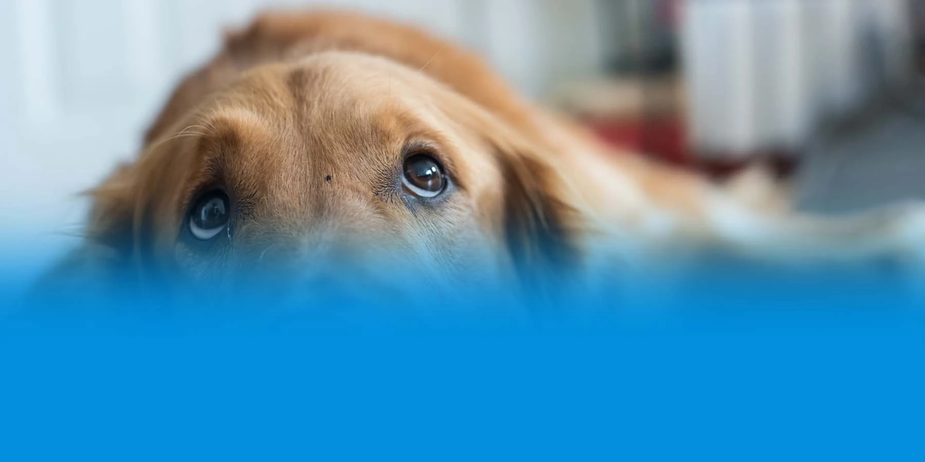 Worried-looking golden retriever looking up with puppy dog eyes while lying on its stomach