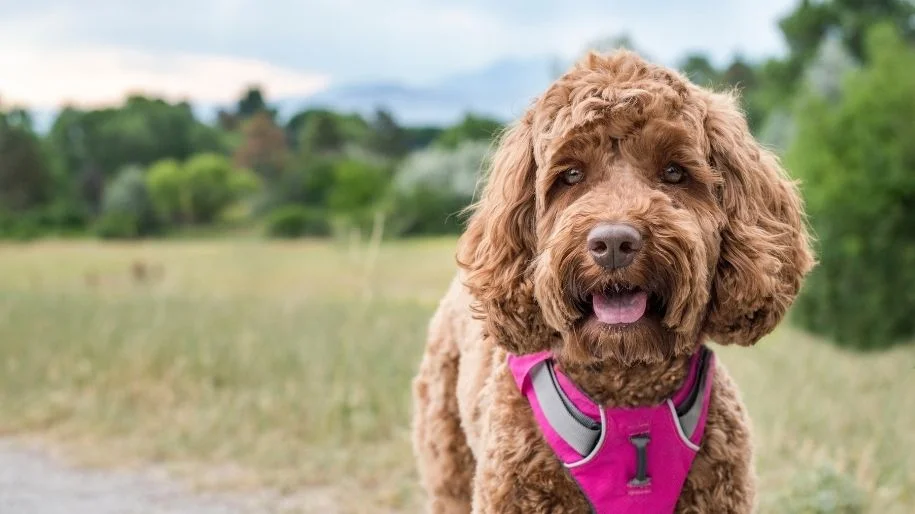 Why Are My Dog's Eyes Cloudy