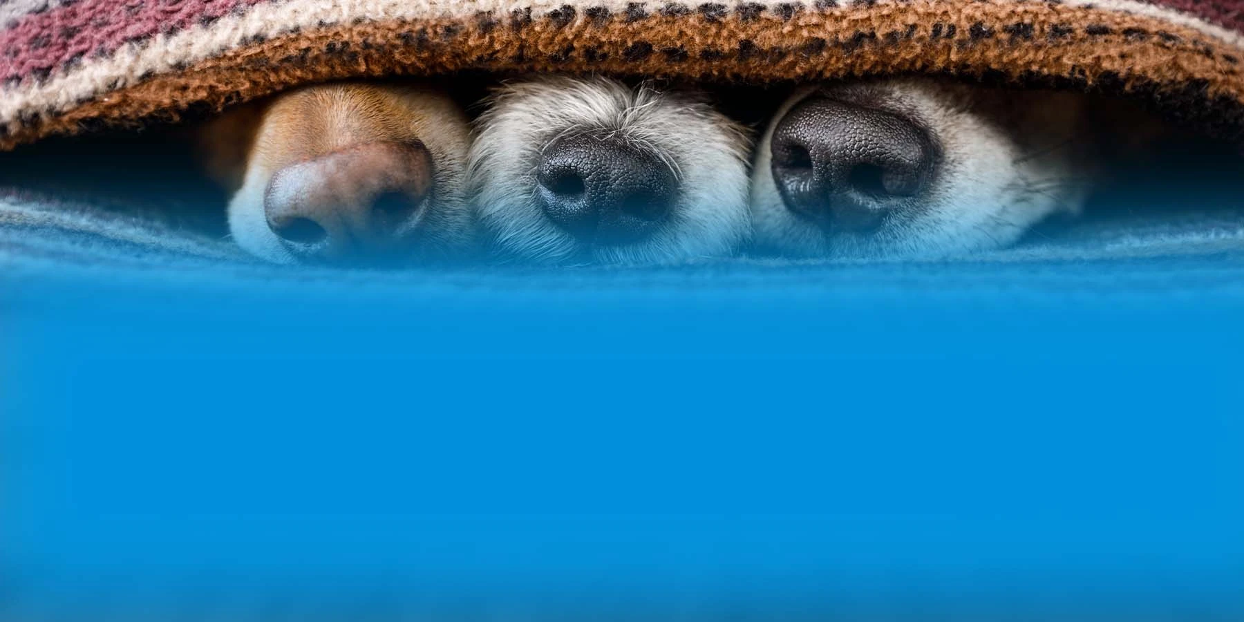 Why is My Dog's Nose Dry? (And When to Be Concerned)