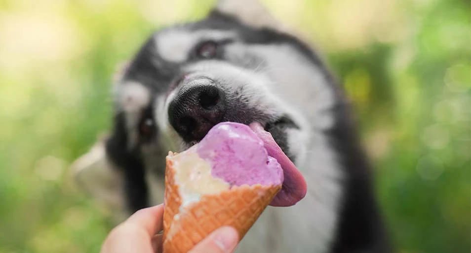 A husky eating ice cream, which may contain xylitol 