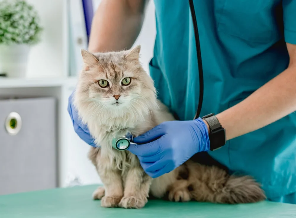 Your Cat's Wellness Exam & How to Prepare for It - MetLife Pet Insur