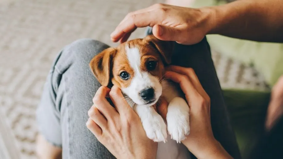 Pet parent holding beagle puppy