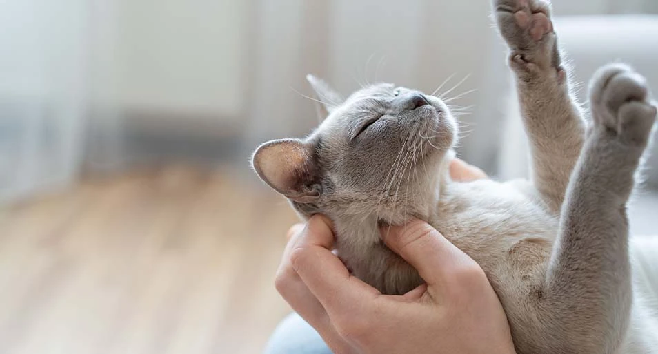 Burmese cat sleeping in a woman's hands