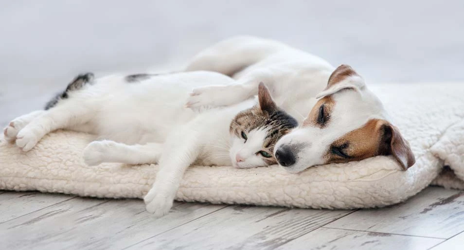 A Jack Russell terrier and American Shorthair cat sleeping together. 