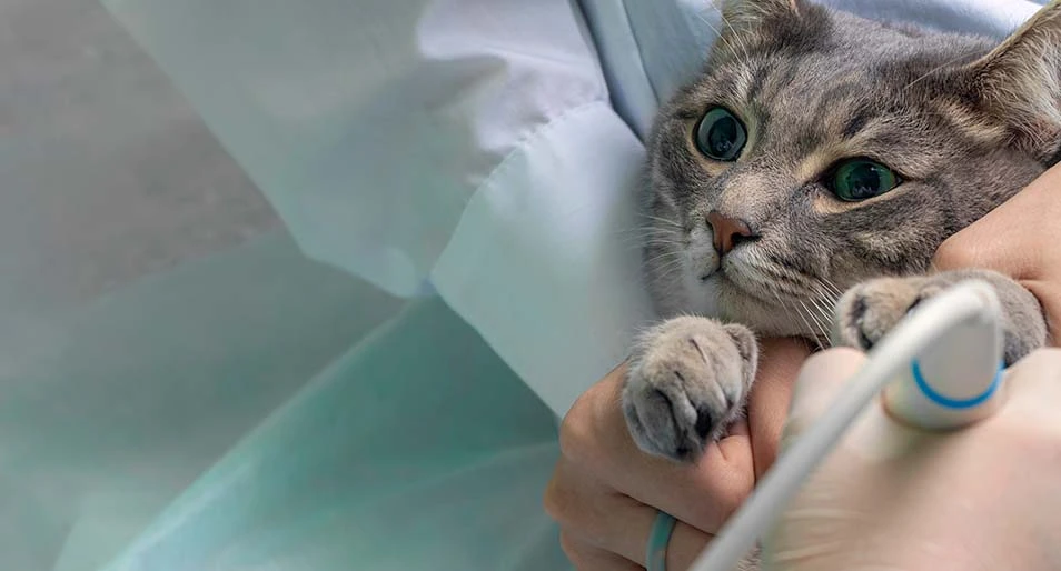 A veterinarian giving a cat an ultrasound