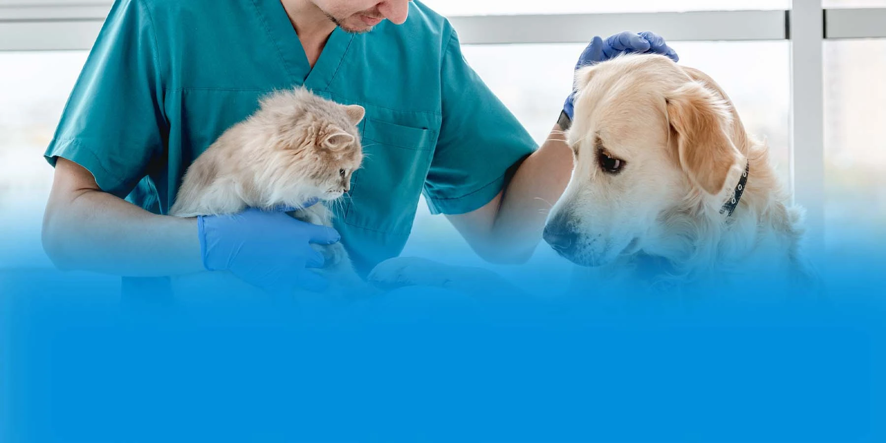 A vet in blue scrubs holds an off-white cat while a golden retriever looks on with concern, one paw placed on the vet’s knee. 