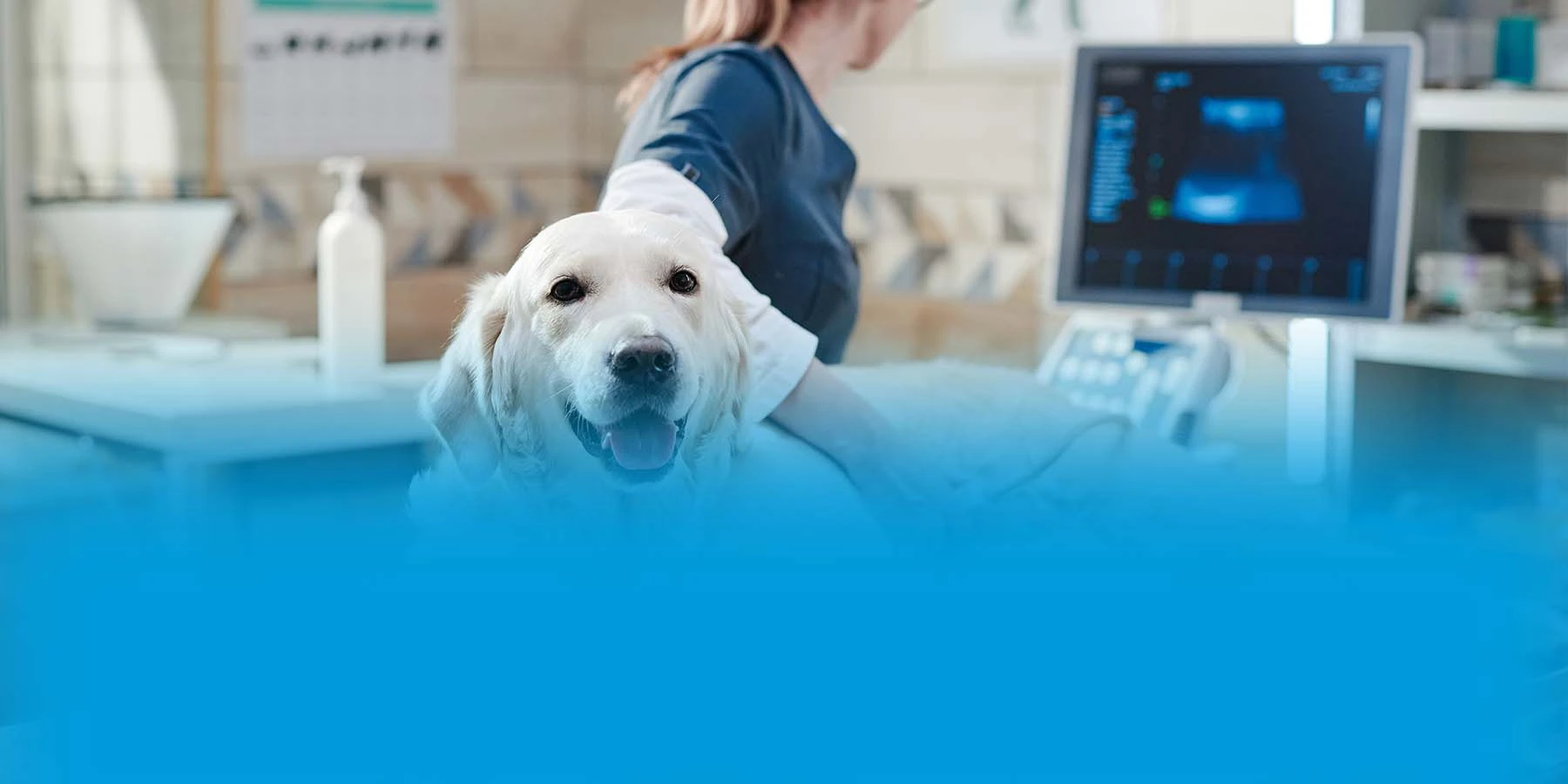 A vet performs an ultrasound on a white dog.