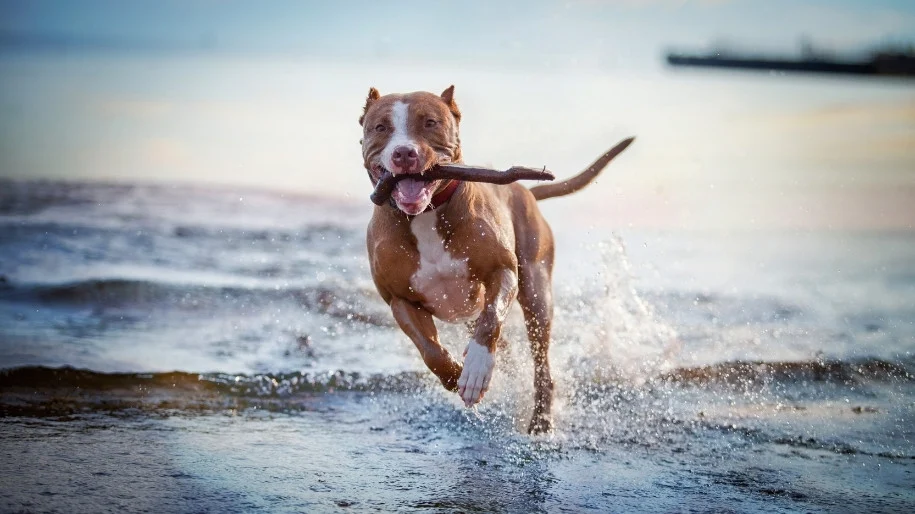 Dog running on the beach with a stick in its mouth