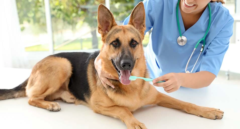 A vet holds a toothbrush up to a German shepherd.