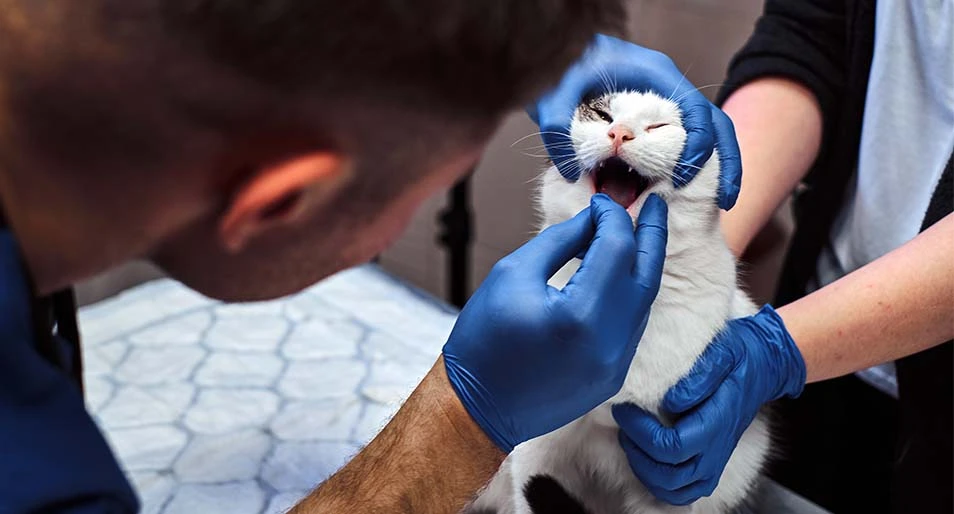 Veterinarian examines a tooth in a white cat while opening the cat’s mouth 