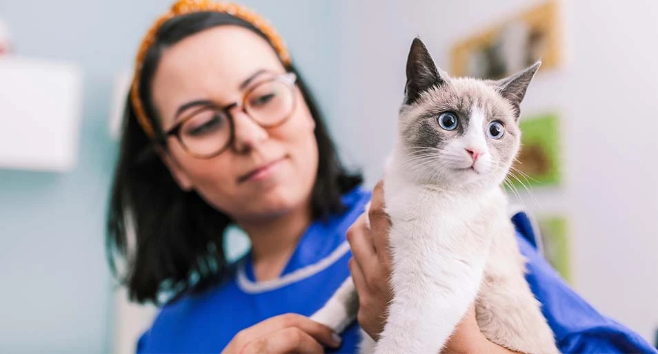 Woman vet holding a cat in the x-ray room