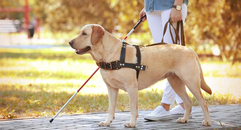 A golden lab service dog leads a visually impaired woman through a park.