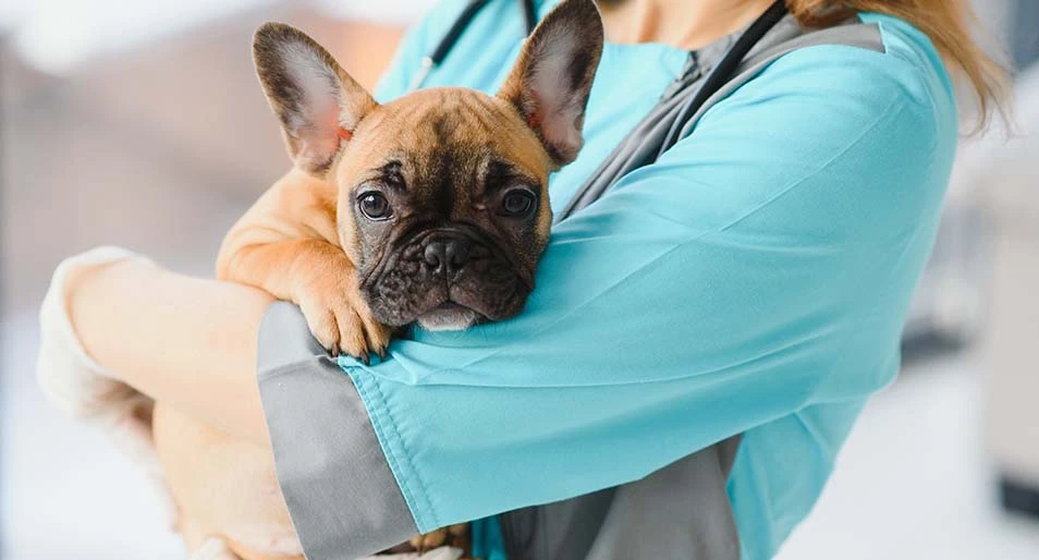 A veterinarian in scrubs holding a French bulldog.