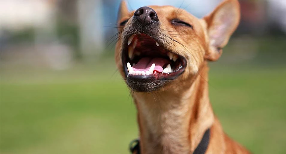 A grinning dog