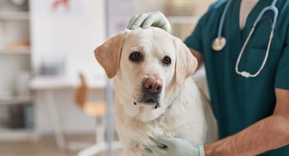 Vet with gloves petting a white labrador retriever