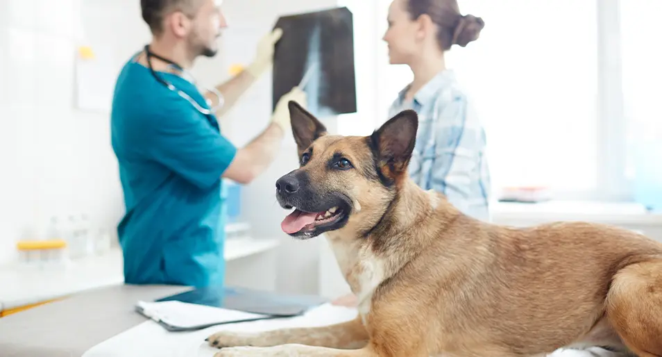 German shepherd on an examination table while veterinarian shows woman x-ray.