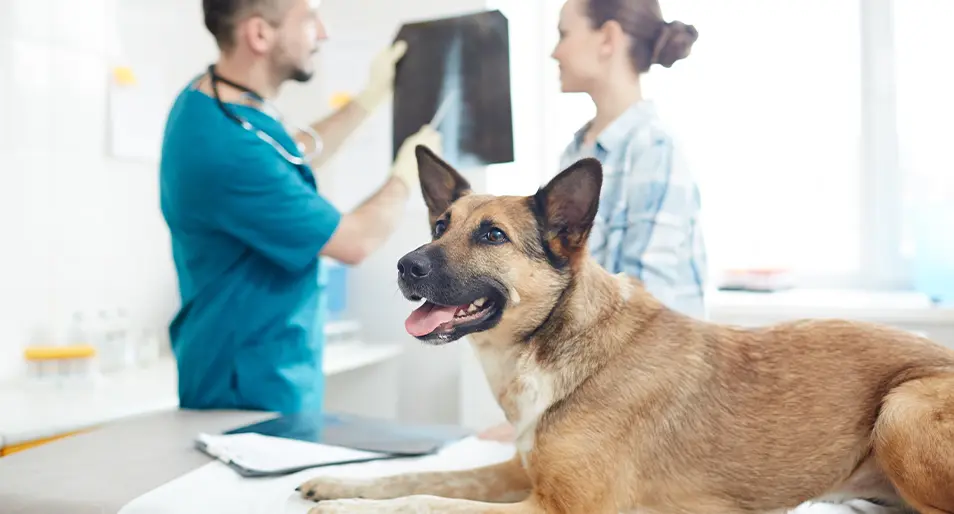 how much does a ultrasound for a dog cost