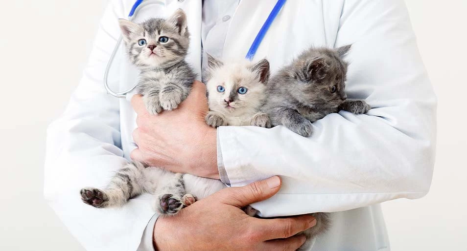 A veterinarian holds three kittens in their arms.