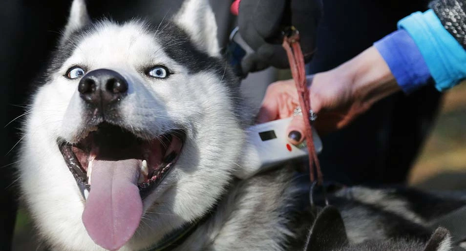 A happy husky having their microchip checked with a handheld device.