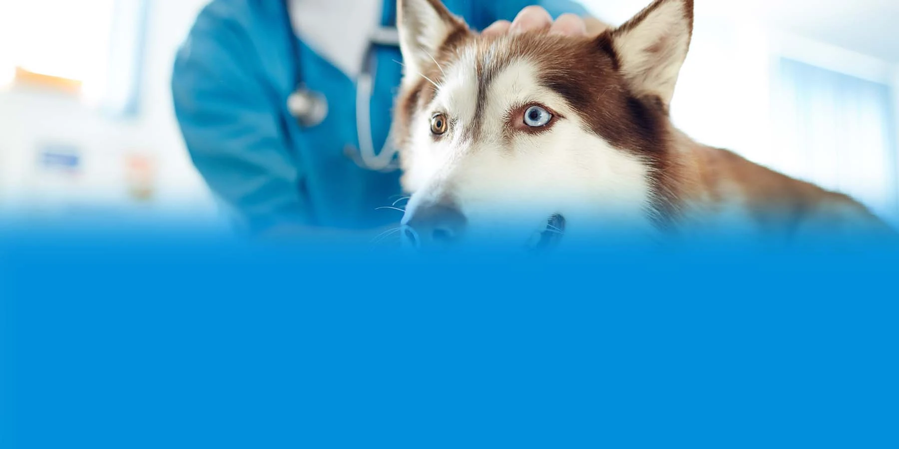 A Husky being examined by a veterinarian.