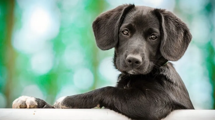 What to Consider When Getting a Puppy