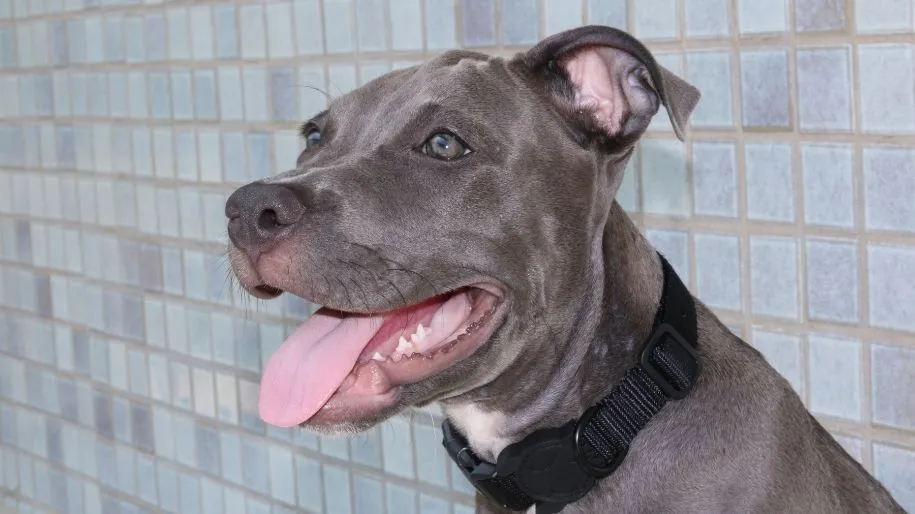 Pitbull Sticking its Tongue Out