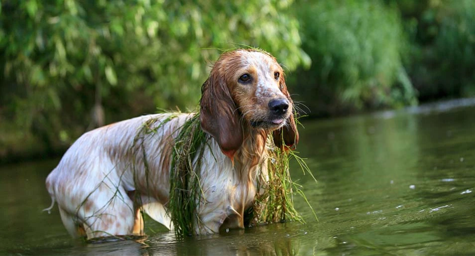 How to Protect your Dog from Toxic Algae