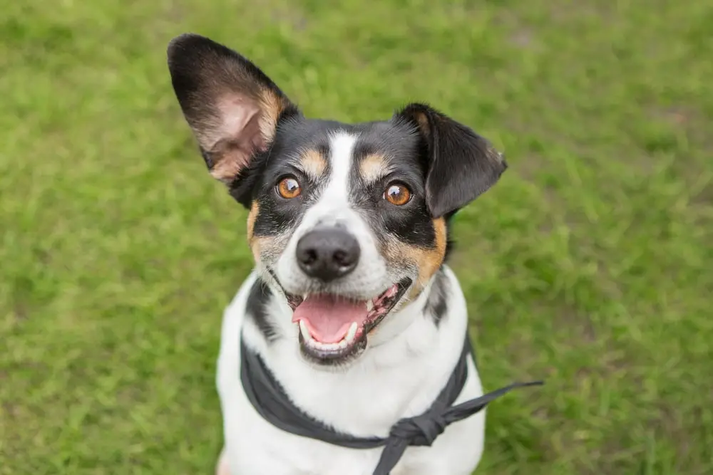 A happy-looking dog wearing a black bandana looks up at the camera. 