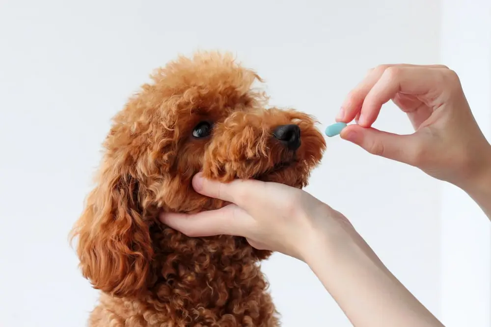 Are OTC medications safe for my dog?