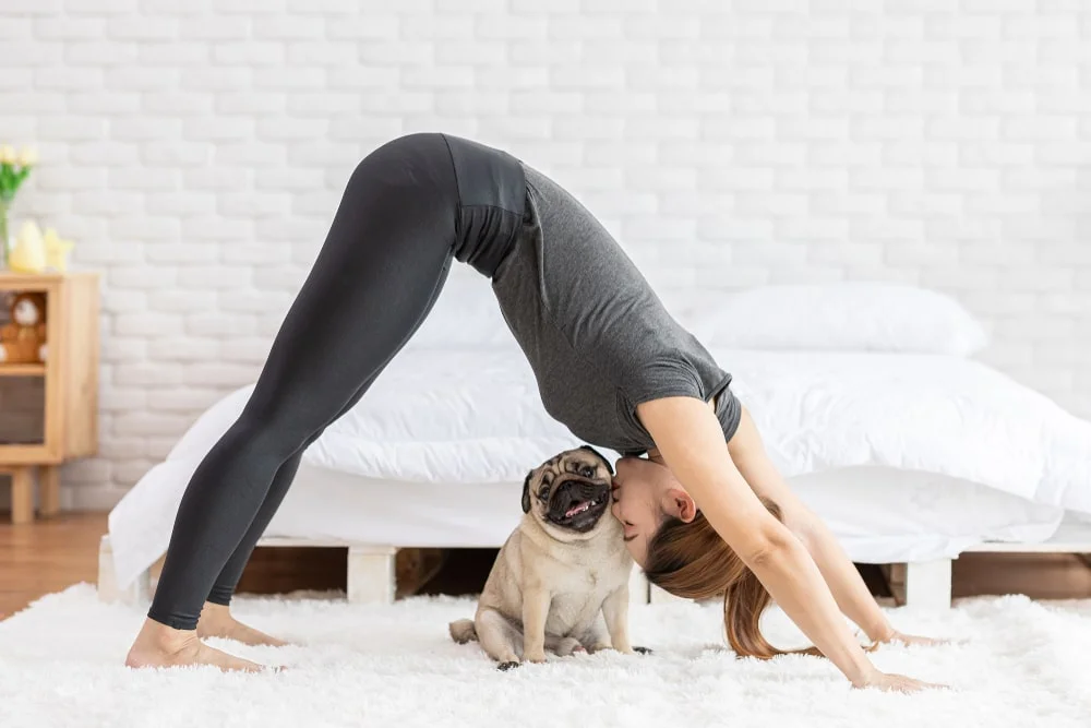 A person does yoga while a happy pug sits beneath them.