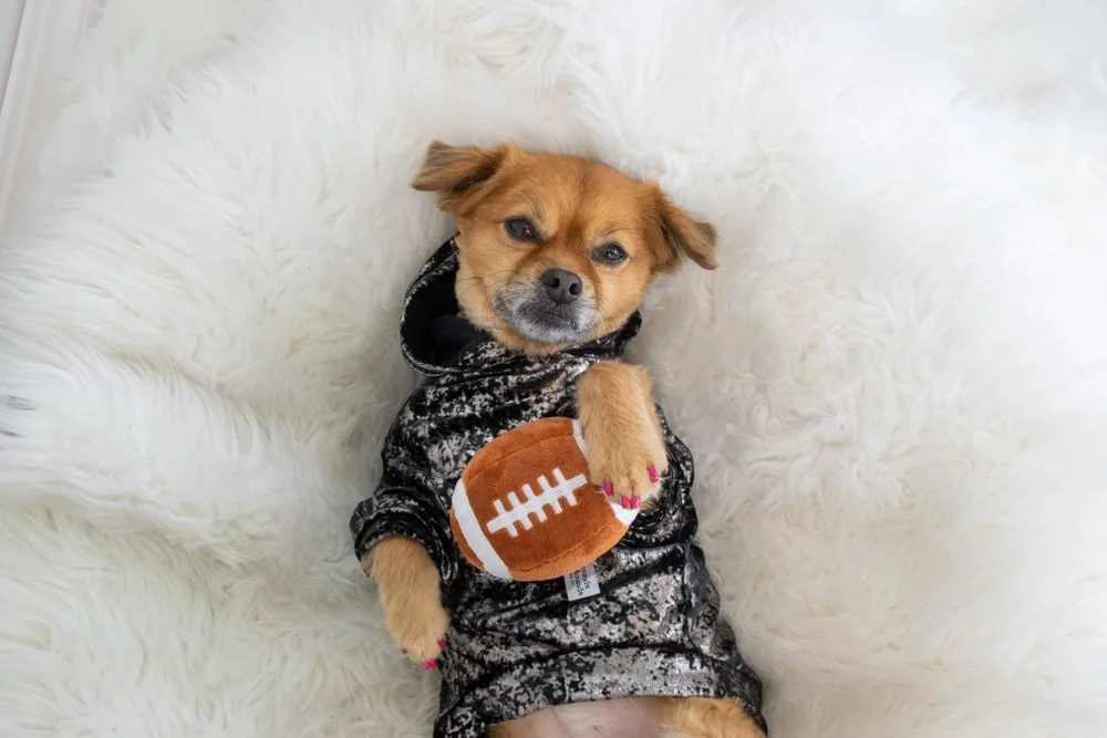 A brown puppy in a sweater lies on their back holding a football.