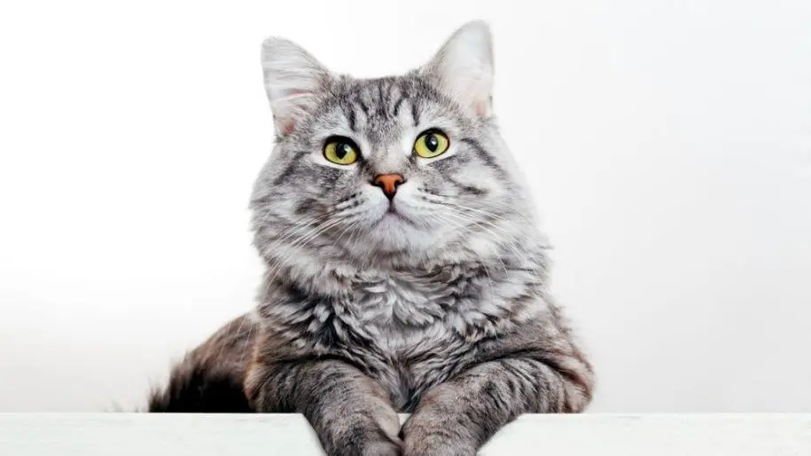 A gray and white tabby cat lays at the edge of a tabletop. 