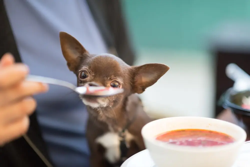 A chihuahua sits on their owner's lap while eyeing a spoon of soup. 