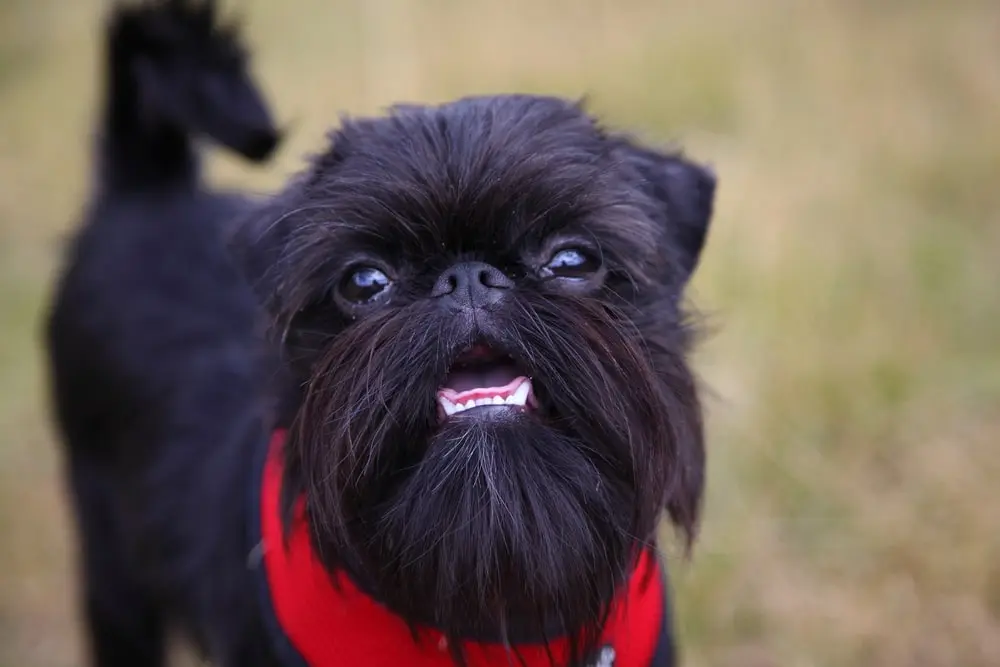 Black Brussels Griffon sitting on grass