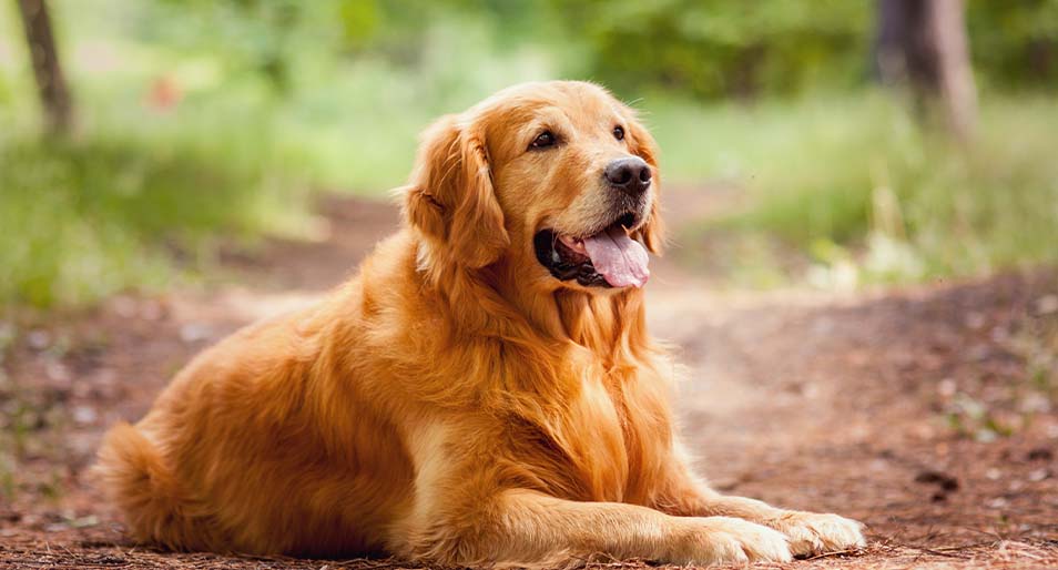 A portrait of a golden retriever sitting on the ground 