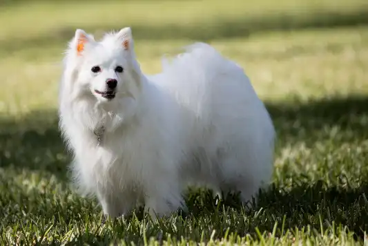 Breed Spotlight: American Eskimo