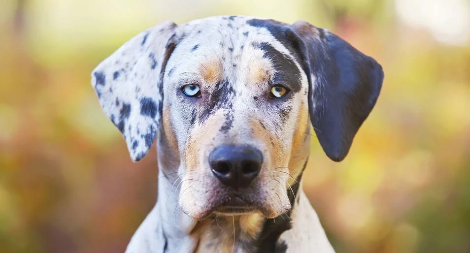 Portrait of a Catahoula leopard dog in front of an autumn background.
