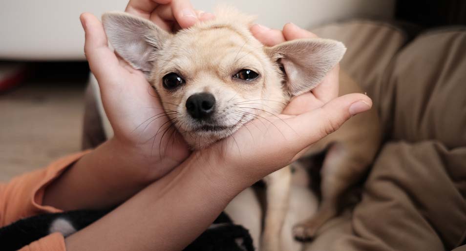 A beige Chihuahua resting their head in a woman’s hands. 