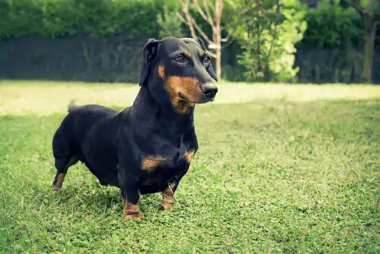 Breed Spotlight: Dachshund