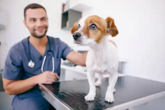 A small dog being examined by a vet.