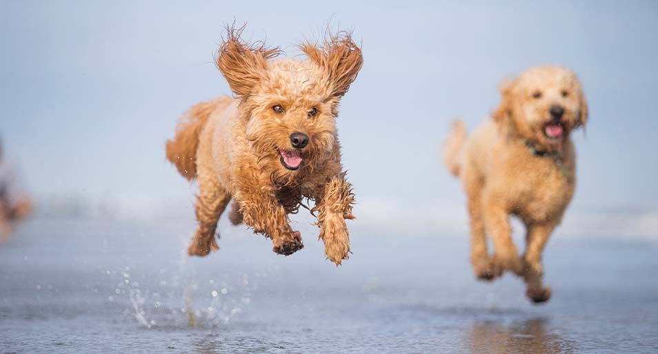 Two happy Goldendoodles running and jumping in the ocean. 