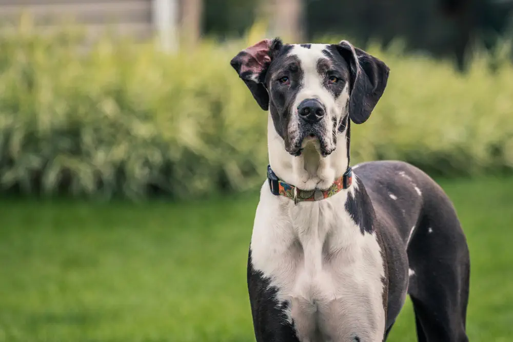 Breed Spotlight: Great Dane