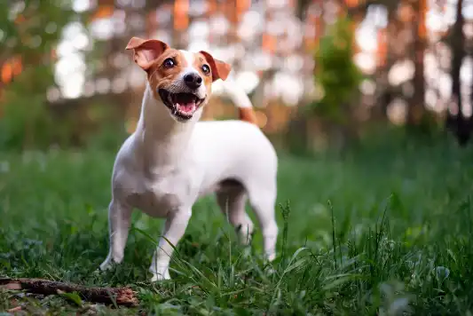 Breed Spotlight: Jack Russell