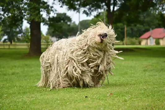 komondor standing in a field