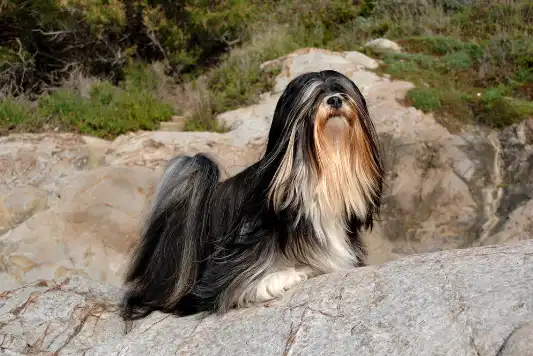 Breed Spotlight: Lhasa Apso