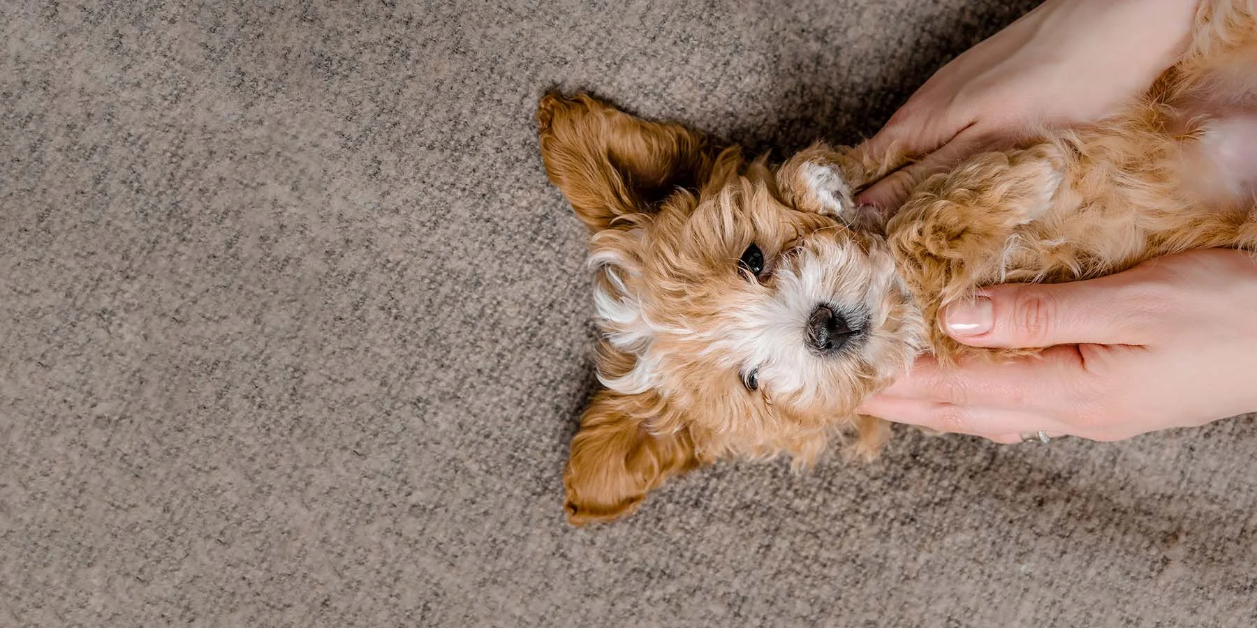 Woman holding a maltipoo