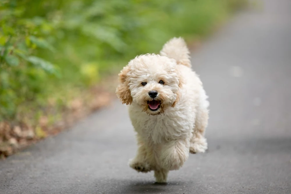 White Maltipoo happily running by the side of a road.