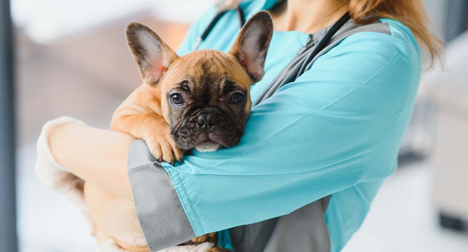 A veterinarian in teal scrubs holds a young French bulldog in her arms.